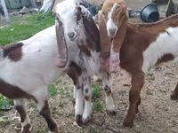 Bode, Nubian Goat — foto 5