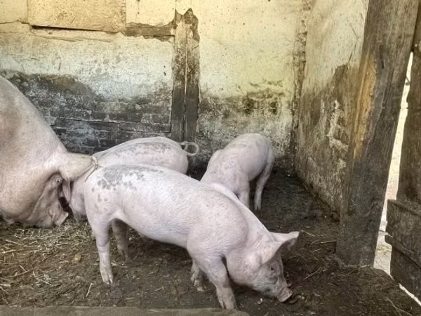 Sow, Pigs