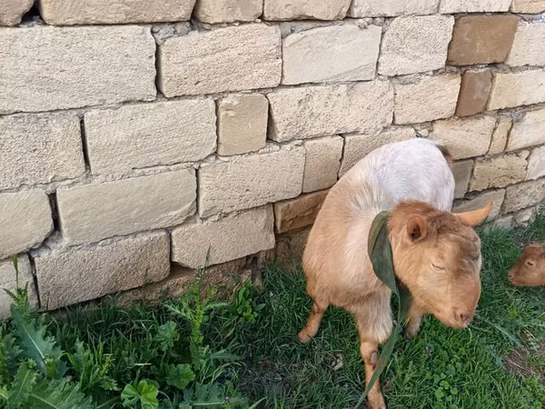 Cabra, Cabras