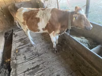 Vaca, Simmental cattle — foto 8