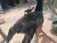 Chickens — foto 2