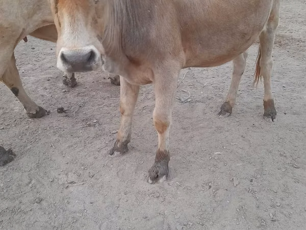 Krava, Skot