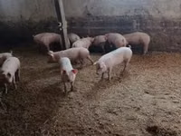 Cerdos (lote, sexo no especificado) — foto 6