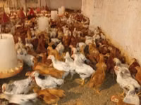 Chickens — zdjęcie 2