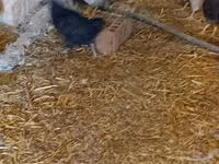 Chickens — foto 4