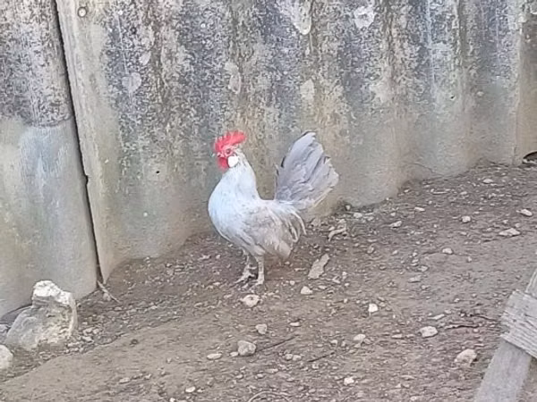 Dutch Bantam