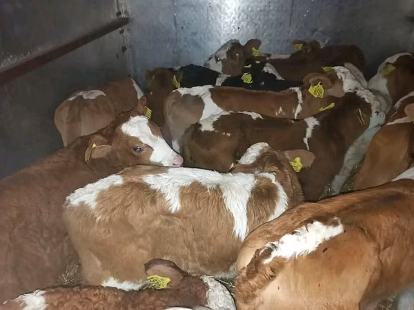 Bovins (lot, sexe non indiqué), Vache limousine