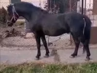 Айғыр, Жылқылар — 3-сурет