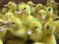 Ducks — foto 6
