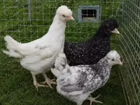 Chickens — 6-сурет