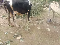 ძროხა, Simmental cattle — ფოტო 3
