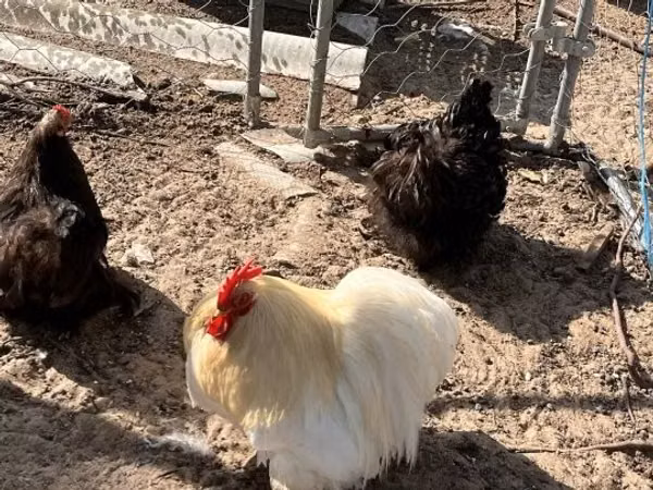 Pekin-Zwerg