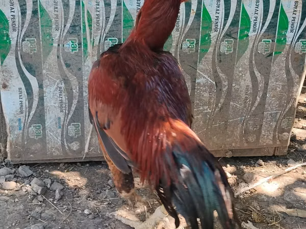 Chickens