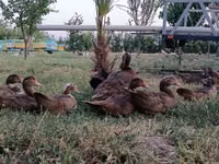 Ducks — Foto 1
