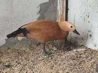 Ducks — फ़ोटो 2