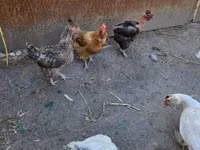 gallina danesa — foto 4
