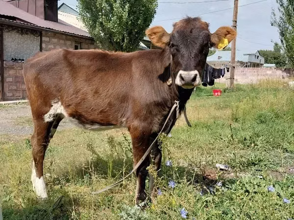 Vaca, Bovinos — Armênia