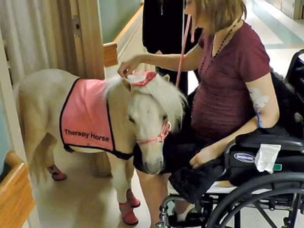 Égua, Miniature horse