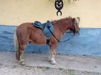 Cheval, Shetland Pony — photo 7