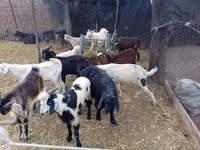 Boucs, Pomellata goat — photo 1