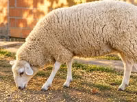 ცხვარი, British  Milksheep — ფოტო 3