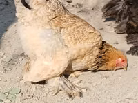 Brahma — foto 7