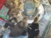 Ducks — foto 3