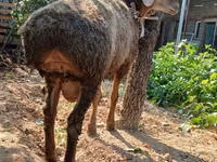 Ram, Sheep — photo 7