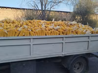 🌽🌽🌽Жугору Сатылат 🌽🌽🌽Продаю Кукурузу ✅✅✅качество 💯💯💯 — புகைப்படம் 2