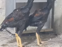 Chickens — foto 2