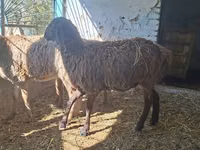 Oveja, Ovejas — foto 2