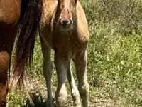 Cavalo, Rocky Mountain Horse — foto 5