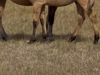 Aygʻir, Bashkir horse — 5-rasm