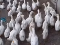 Ducks — Foto 3