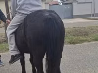 母马, Horses — 照片 2
