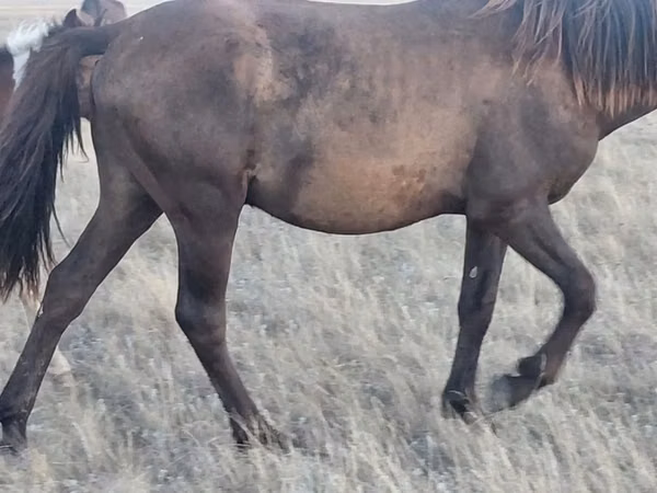 Pferde (Partie, Geschlecht nicht angegeben), Horse breed