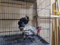 Japanisches Bantam — Foto 7