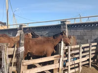Jument, Chevaux — photo 3