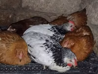 Chickens — 1-сурет
