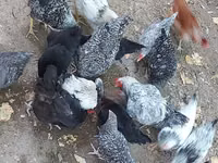 Chickens — foto 4