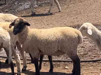 Qoʻchqor, Hampshire sheep — 1-rasm