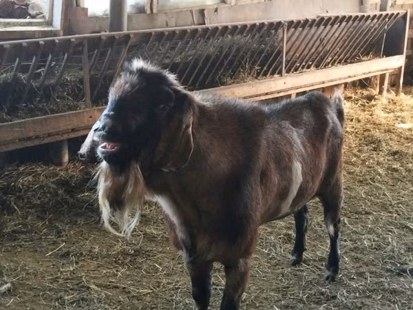 Kozel, Nubian Goat