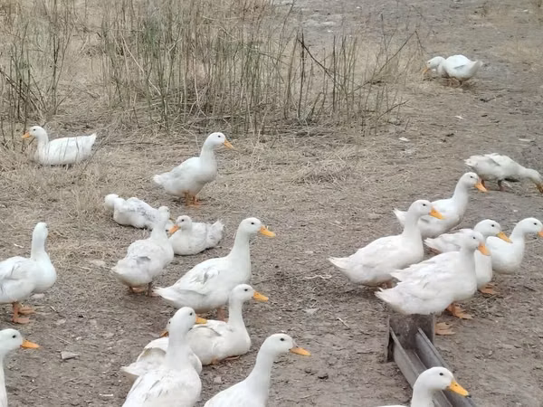 Alman Pekin