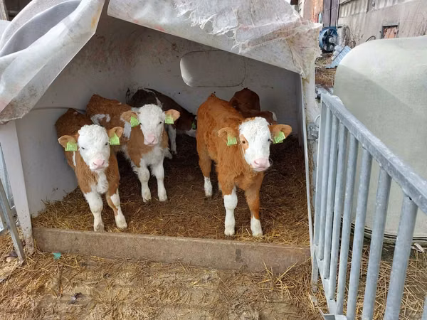 Buqa, Simmental cattle