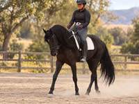 ცხენი, Friesian — ფოტო 8