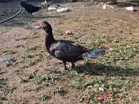 Ducks — الصورة 3