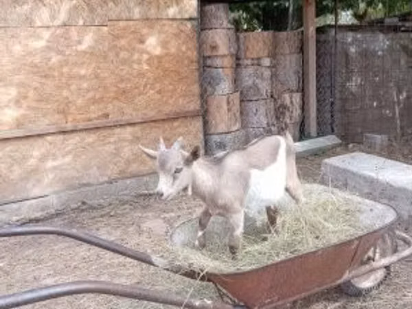 Kozioł, Kozy