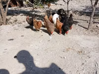 Chickens — zdjęcie 7
