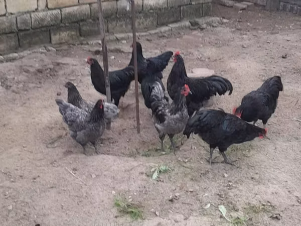 ऑस्ट्रेलियन पिट गेम फाउल
