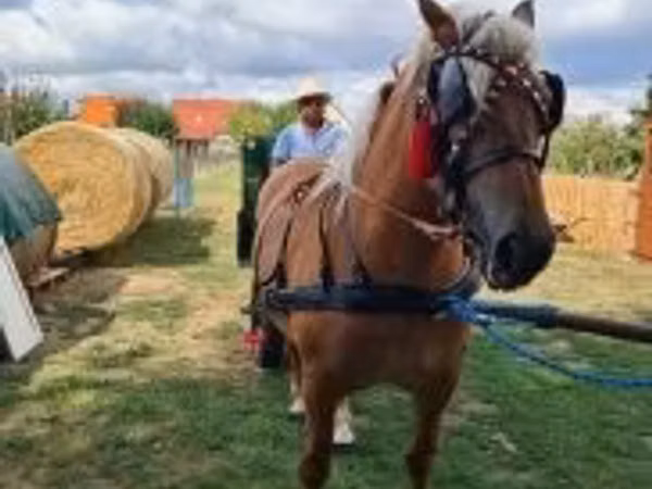 Jument, Chevaux